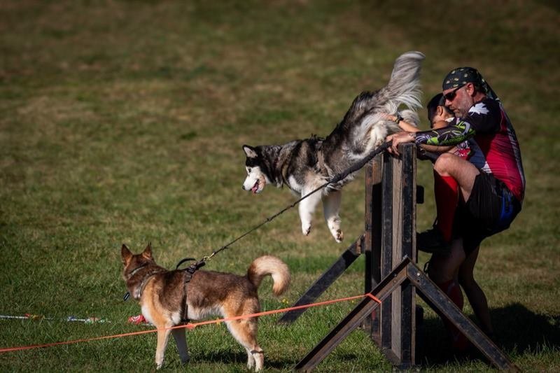 A handler helps a husky over a wooden A-frame while a second dog waits on the grass.