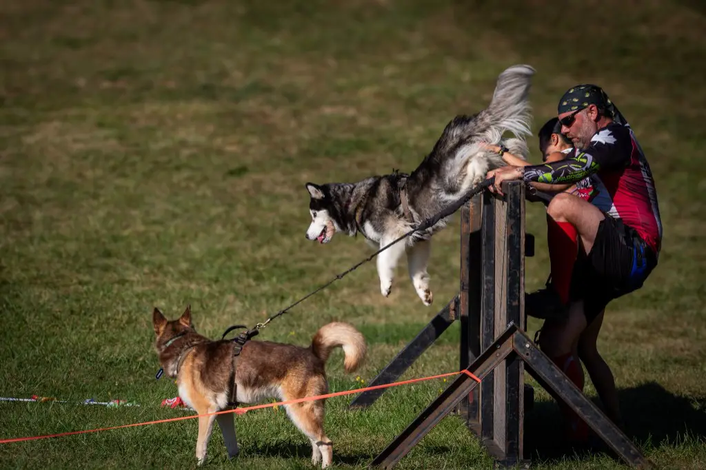Handler and dog on the Zulu Challenge K9 course